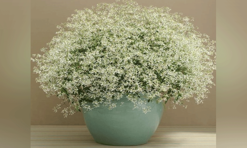 ഡിസംബർ ലേഡി ഡിസംബർ ലേഡി