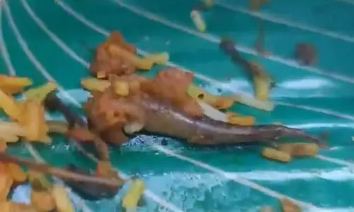 ബിരിയാണിയിൽ കണ്ടത് പല്ലിവാലോ മീനോ?, ഉപഭോക്താക്കളു​ടെ പരാതിയിൽ മറുവാദവുമായി ഹോട്ടൽ ഉടമ