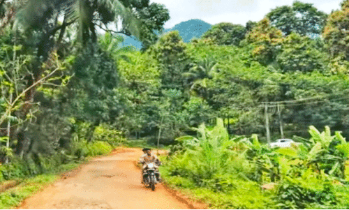 റോഡിൽ സുരക്ഷവേലിയില്ലാത്തത് അപകട ഭീഷണിയാകുന്നു റോഡിൽ സുരക്ഷവേലിയില്ലാത്തത് അപകട ഭീഷണിയാകുന്നു