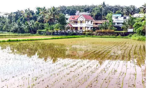 നി​റ​യാ​നൊ​രു​ങ്ങി   കു​ട്ട​മ​​ശ്ശേ​രി​യു​ടെ നെ​ല്ല​റ​ക​ൾ