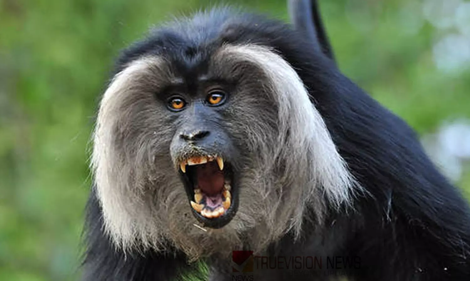 Lion tailed macaque
