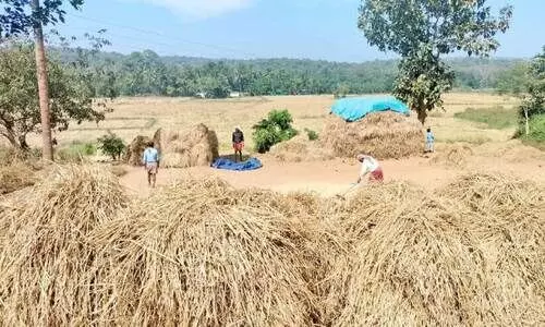 ചേ​കാ​ടി​യി​ൽ വ​യ്ക്കോ​ൽ സം​ഭ​രി​ക്കു​ന്ന ക​ർ​ഷ​ക​ർ