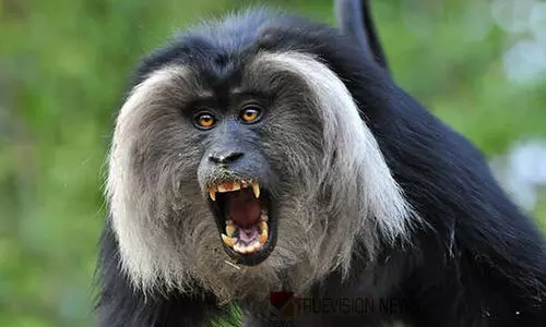 Lion tailed macaque