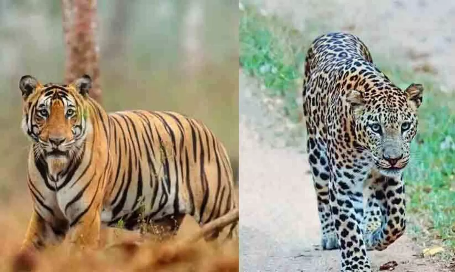 2023 ൽ രാജ്യത്ത് നഷ്ടമായത് 202 കടുവകളും 504 പുള്ളിപ്പുലികളും