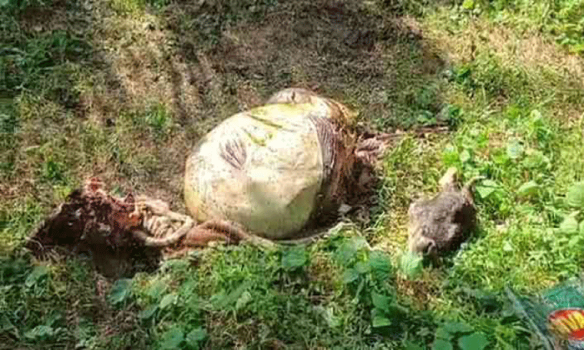 എണ്ണപ്പനത്തോട്ടത്തിൽ വീണ്ടും മൃഗവേട്ട