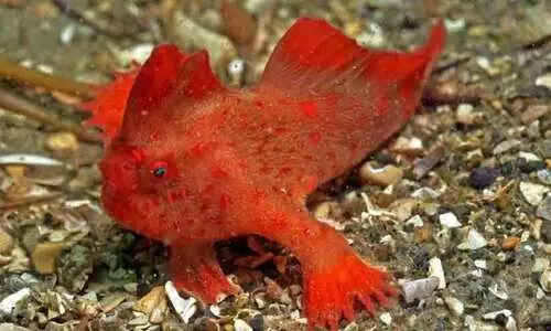 കടലിന് ചൂടേറുന്നു; വംശനാശഭീഷണി നേരിടുന്ന റെഡ് ഹാന്‍ഡ്ഫിഷിനെ ബ്രീഡിങ് കേന്ദ്രത്തിലേക്ക് മാറ്റാനൊരുങ്ങി ടാസ്മാനിയ