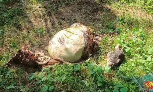 എണ്ണപ്പനത്തോട്ടത്തിൽ വീണ്ടും മൃഗവേട്ട