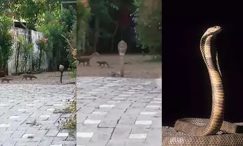 മലേക്കുന്ന് നിവാസികളുടെ ഉറക്കംകെടുത്തി കരിമൂർഖൻ; പത്തി വിടർത്തി ചീറ്റിയ മൂർഖനെ പ്രതിരോധിച്ച് കീരികൾ - വിഡിയോ