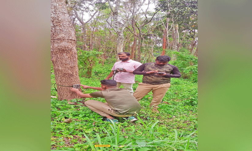 ക​ടു​വ സാ​ന്നി​ധ്യം; ഒ​മ്പ​ത് ഇ​ട​ങ്ങ​ളി​ൽ നി​രീ​ക്ഷ​ണ കാ​മ​റ സ്ഥാ​പി​ച്ചു