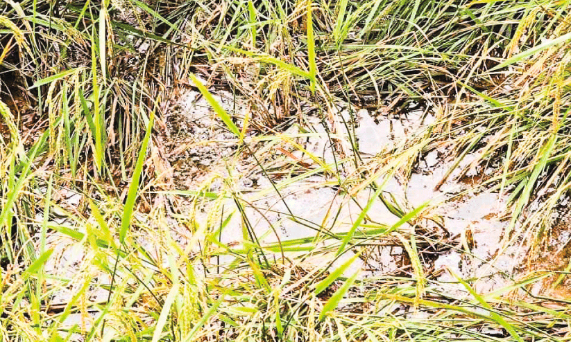 കാട്ടുപന്നി ശല്യം;വനിതകൂട്ടായ്മയുടെ നെൽക്കൃഷി നശിക്കുന്നു കാട്ടുപന്നി ശല്യം;വനിതകൂട്ടായ്മയുടെ നെൽക്കൃഷി നശിക്കുന്നു