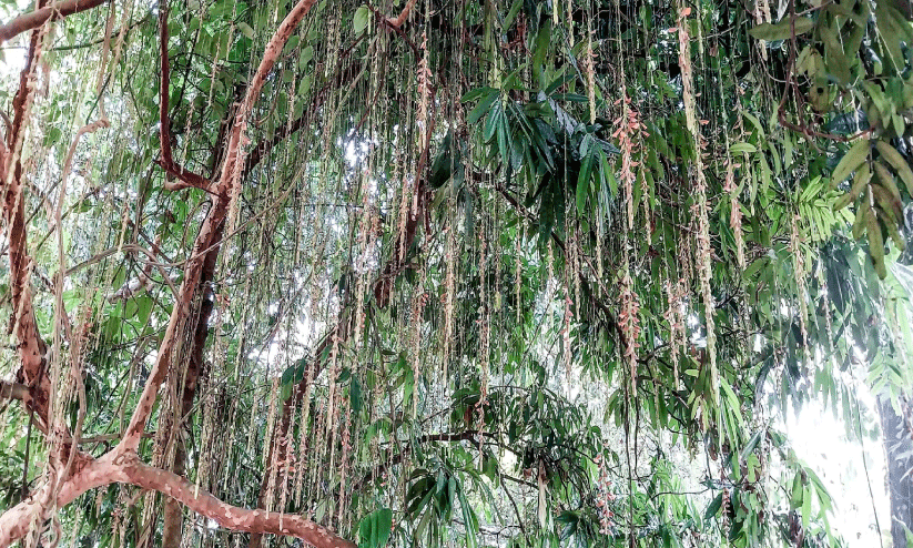 കോന്നി ഇക്കോ ടൂറിസം സെന്ററിൽ പൂത്തുലഞ്ഞ് തുമ്പോർജിയ കോന്നി ഇക്കോ ടൂറിസം സെന്ററിൽ പൂത്തുലഞ്ഞ് തുമ്പോർജിയ