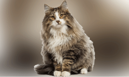 പൂ​ച്ച​ക​ളി​ലെ വി​ര​ബാ​ധ ത​ട​യ​ണം