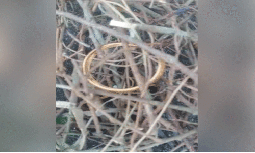 ‘സ്വർണക്കൊട്ടാരം’ തീർത്ത് കാക്ക: ടെൻഷനടിച്ച് വീട്ടുകാർ