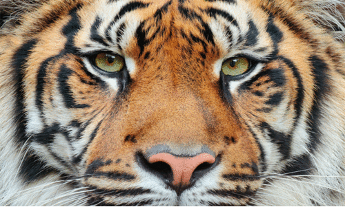 കൊട്ടിയൂർ മാടത്തുംകാവിൽ പുലി?