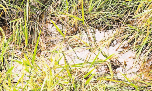 കാട്ടുപന്നി ശല്യം;വനിതകൂട്ടായ്മയുടെ നെൽക്കൃഷി നശിക്കുന്നു