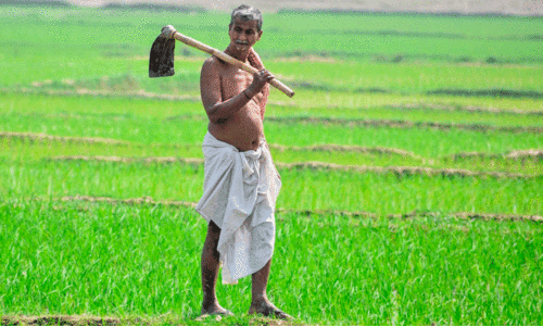 കണ്ണീരുണങ്ങാത്ത കൃഷിയിടങ്ങൾ...