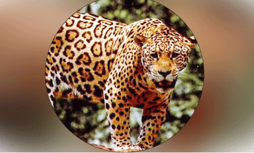 പുലിപ്പേടിയിൽ​ കോരുത്തോടുകാർ