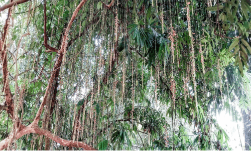 കോന്നി ഇക്കോ ടൂറിസം സെന്‍ററിൽ  പൂത്തുലഞ്ഞ് തുമ്പോർജിയ