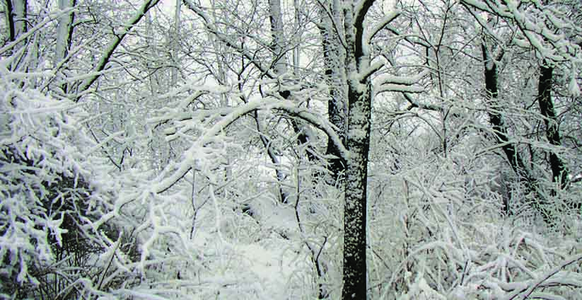 കാറ്റിന് സാധ്യത; തണുപ്പ് കൂടും കാറ്റിന് സാധ്യത; തണുപ്പ് കൂടും