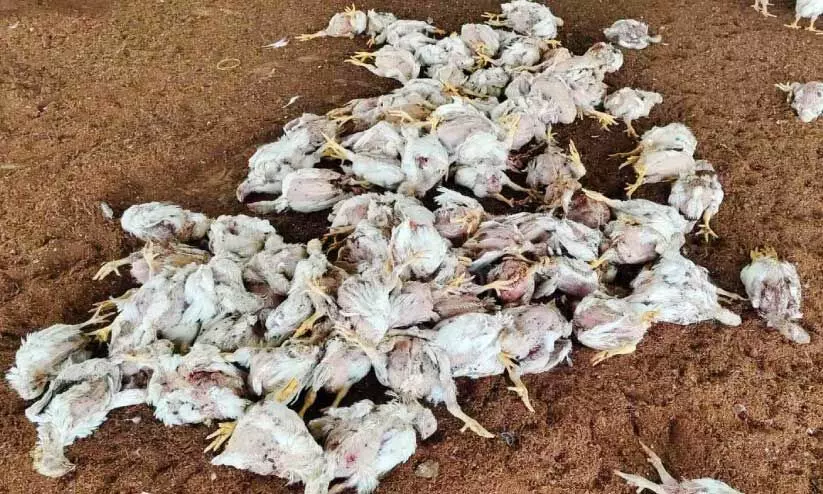 chickens killed