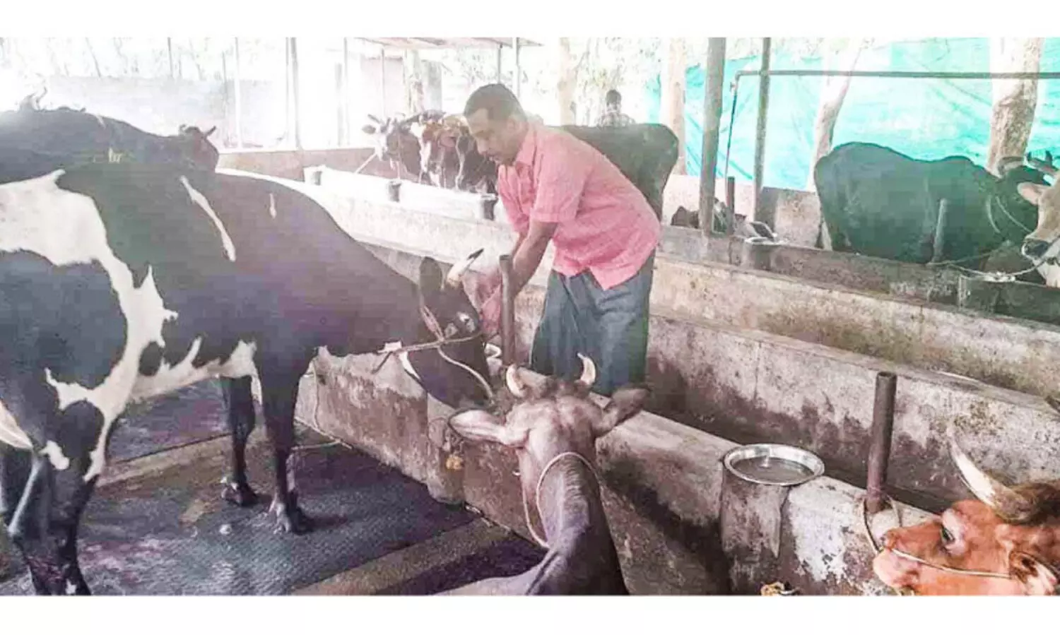 ലക്ഷം ലിറ്റർ പാൽ; 50 പശുക്കൾ, ഓണാട്ടുകരയിൽ ഷിഹാബുദ്ദീന്‍റെ ധവള വിപ്ലവം