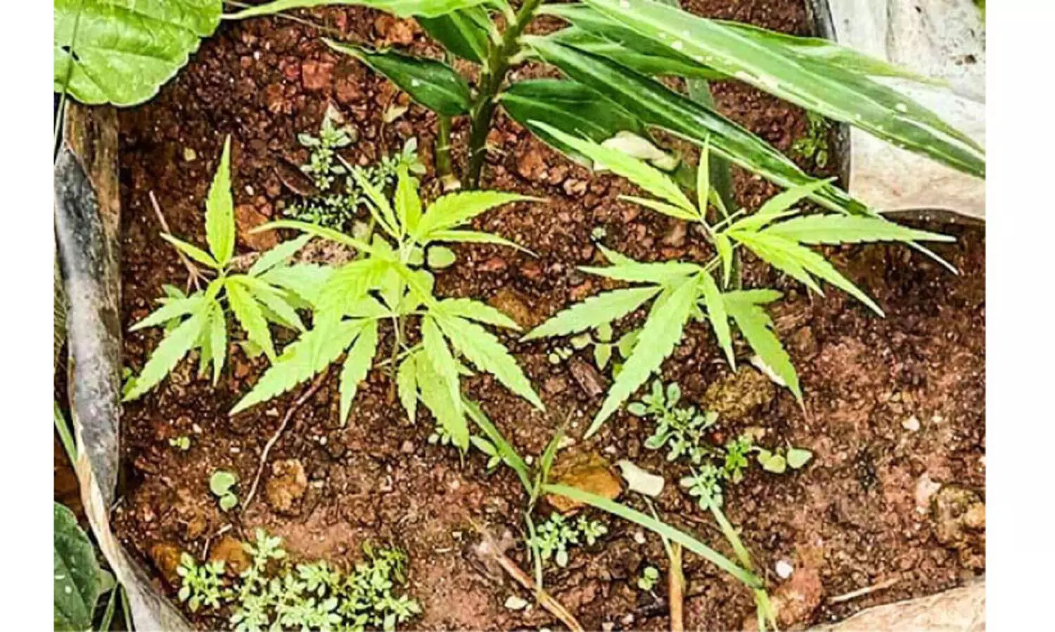 ഗ്രോബാഗിൽ കഞ്ചാവ് കൃഷി; യുവാവ് പിടിയിൽ