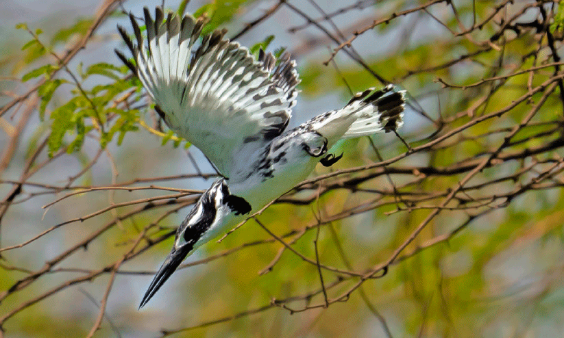 പുള്ളിമീൻകൊത്തി ശൈത്യകാല വിരുന്നുകാരൻ പുള്ളിമീൻകൊത്തി ശൈത്യകാല വിരുന്നുകാരൻ