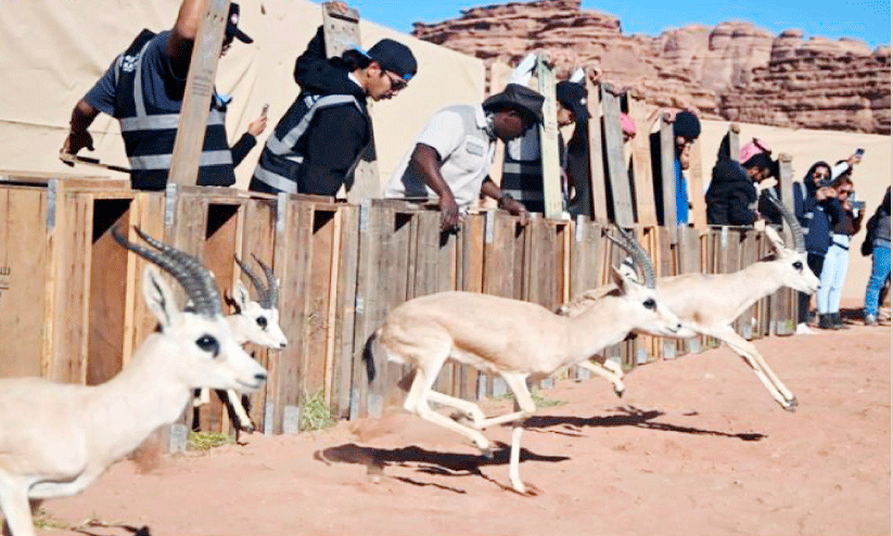 നി​യോ​മി​ലെ സം​ര​ക്ഷി​ത പ്ര​ദേ​ശ​ത്തേ​ക്ക്​ 132 മൃ​ഗ​ങ്ങ​ളെ തു​റ​ന്നു​വി​ട്ടു