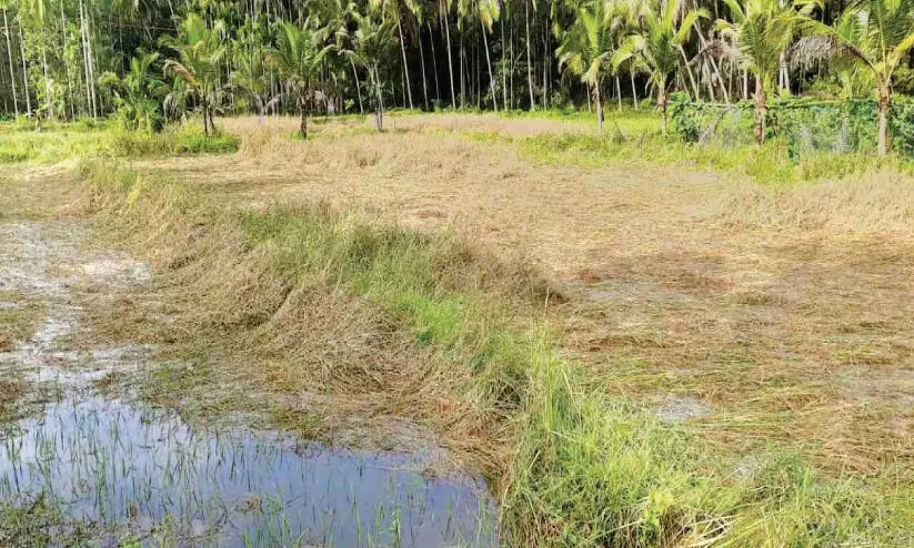 കണ്ണീർ പാടം; അപ്രതീക്ഷിതമായി പെയ്ത മഴയില് ഏക്കര് കണക്കിന് നെല്കൃഷി വെള്ളത്തില് കണ്ണീർ പാടം; അപ്രതീക്ഷിതമായി പെയ്ത മഴയില് ഏക്കര് കണക്കിന് നെല്കൃഷി വെള്ളത്തില്