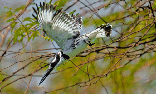 പുള്ളിമീൻകൊത്തി ശൈത്യകാല വിരുന്നുകാരൻ