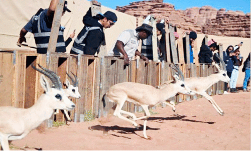 നി​യോ​മി​ലെ സം​ര​ക്ഷി​ത പ്ര​ദേ​ശ​ത്തേ​ക്ക്​ 132 മൃ​ഗ​ങ്ങ​ളെ തു​റ​ന്നു​വി​ട്ടു