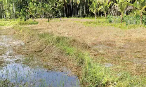 കണ്ണീർ പാടം; അ​പ്ര​തീ​ക്ഷി​ത​മാ​യി പെ​യ്ത മ​ഴ​യി​ല്‍ ഏ​ക്ക​ര്‍ ക​ണ​ക്കി​ന്   നെ​ല്‍കൃ​ഷി വെ​ള്ള​ത്തി​ല്‍
