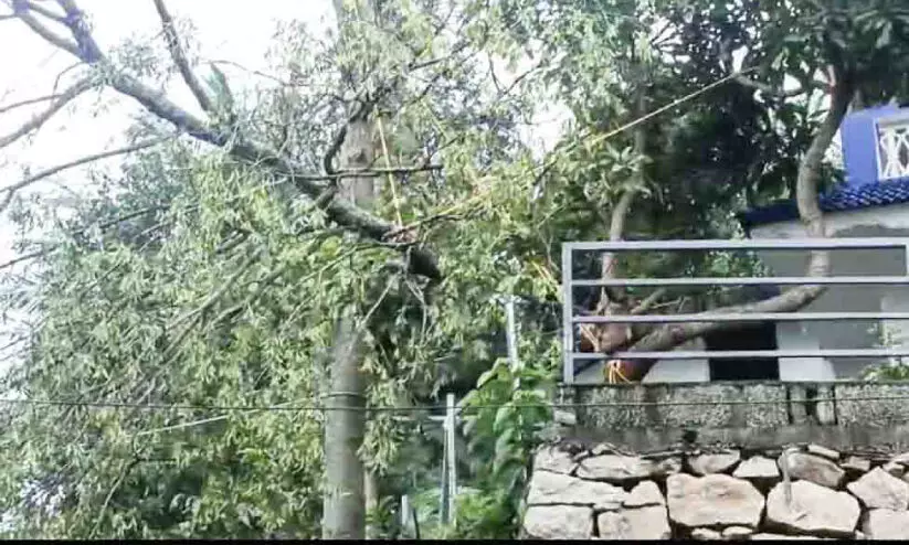 വീട്ടുമുറ്റത്തുനിന്ന്​ ചന്ദനമരം മുറിച്ചു കടത്തി