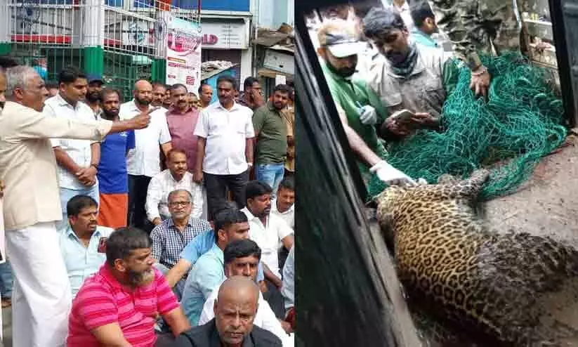 leopard, Tamil Nadu forest department,