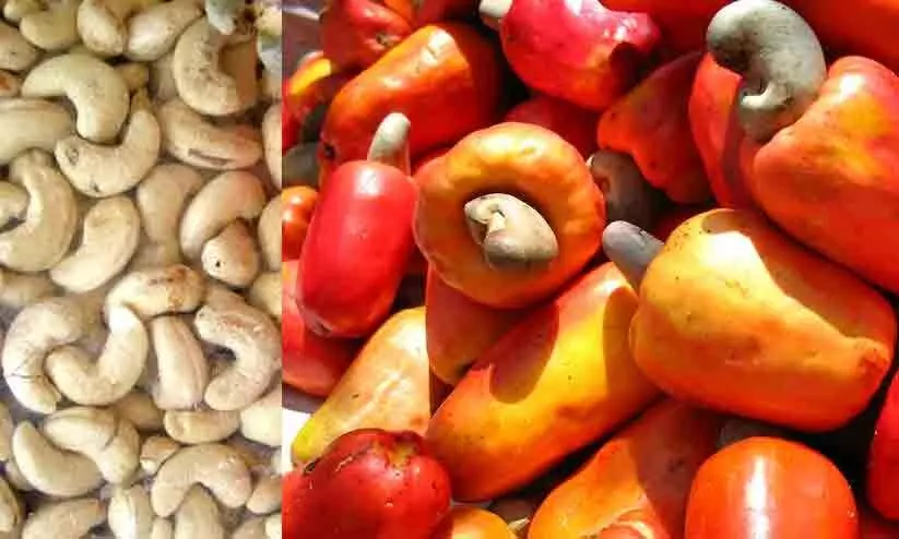 cashew cultivation
