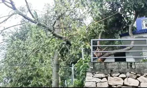 വീട്ടുമുറ്റത്തുനിന്ന് ചന്ദനമരം മുറിച്ചു കടത്തി വീട്ടുമുറ്റത്തുനിന്ന് ചന്ദനമരം മുറിച്ചു കടത്തി