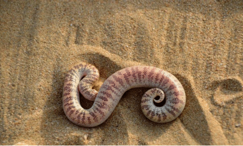 മരുഭൂമിയിലെ പാമ്പുകളെ അടയാളപ്പെടുത്തുന്ന യു.എ.ഇ സ്റ്റാമ്പുകൾ