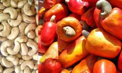 cashew cultivation