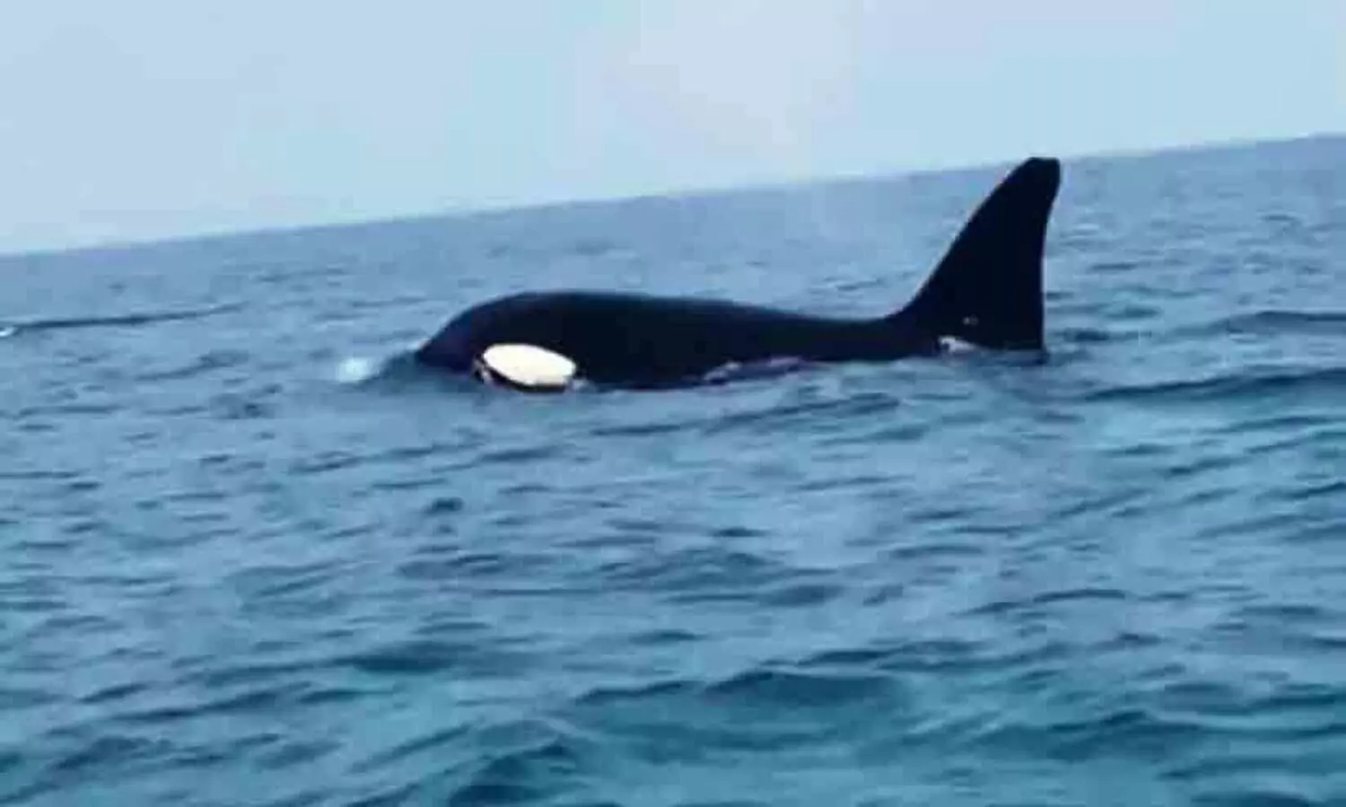 ഫറസാൻ ദ്വീപിന്​ സമീപം ‘കൊലയാളി’ തമിംഗലം ‘ഓർക’യെ കണ്ടെത്തി