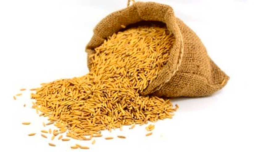 നെ​ല്ലു സം​ഭ​ര​ണം; സ​പ്ലൈ​കോ​യി​ൽ പ്ര​തീ​ക്ഷ വി​ടാ​തെ...