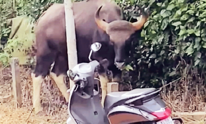 wild animals wild animals