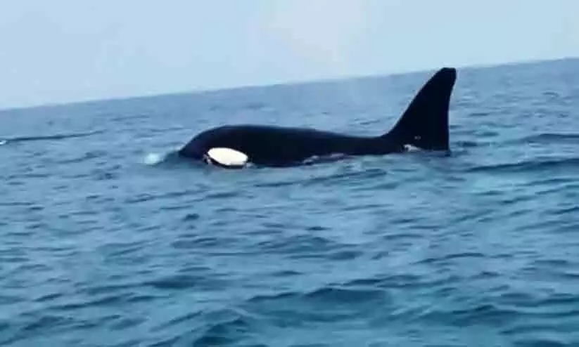 ഫറസാൻ ദ്വീപിന്​ സമീപം ‘കൊലയാളി’ തമിംഗലം ‘ഓർക’യെ കണ്ടെത്തി