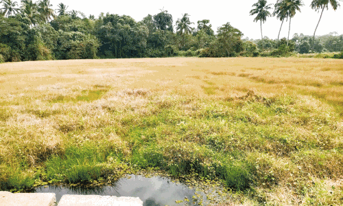 അധികൃതരുടെ അവഗണന;  പേരൂർ അടങ്ങൽ കുളം നശിക്കുന്നു