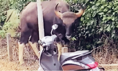 wild animals wild animals