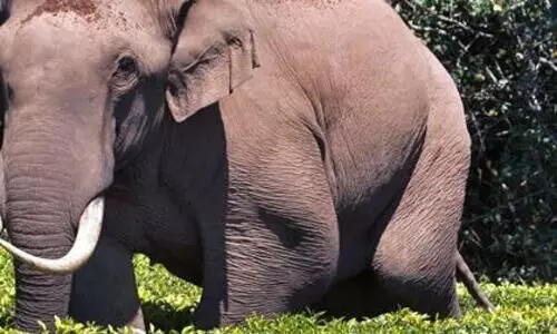 Padayappa Elephant Padayappa Elephant