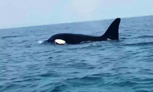 ഫറസാൻ ദ്വീപിന്​ സമീപം ‘കൊലയാളി’ തമിംഗലം ‘ഓർക’യെ കണ്ടെത്തി