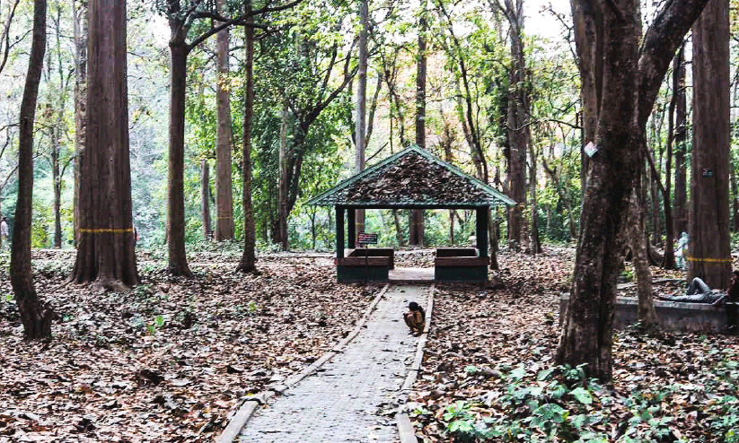 നിലമ്പൂരിലെ തേക്കുതോട്ടം നിലമ്പൂരിലെ തേക്കുതോട്ടം