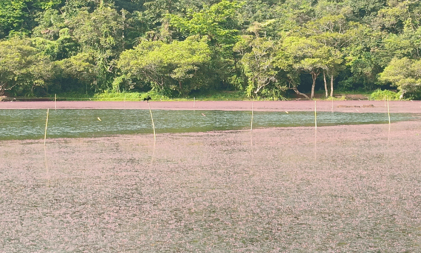 പൂക്കോട് തടാകത്തെ കൊല്ലണോ? പൂക്കോട് തടാകത്തെ കൊല്ലണോ?