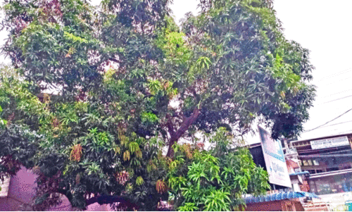 കാലംതെറ്റി മഴ; കർഷകർ ആശങ്കയിൽ