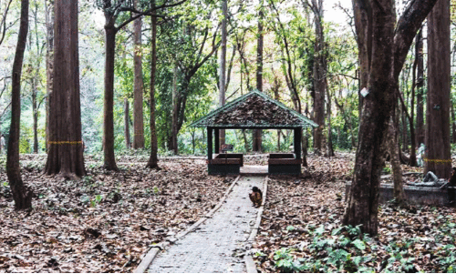 നിലമ്പൂരിലെ തേക്കുതോട്ടം നിലമ്പൂരിലെ തേക്കുതോട്ടം